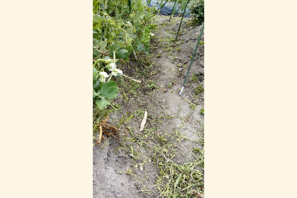 農園　作業後
