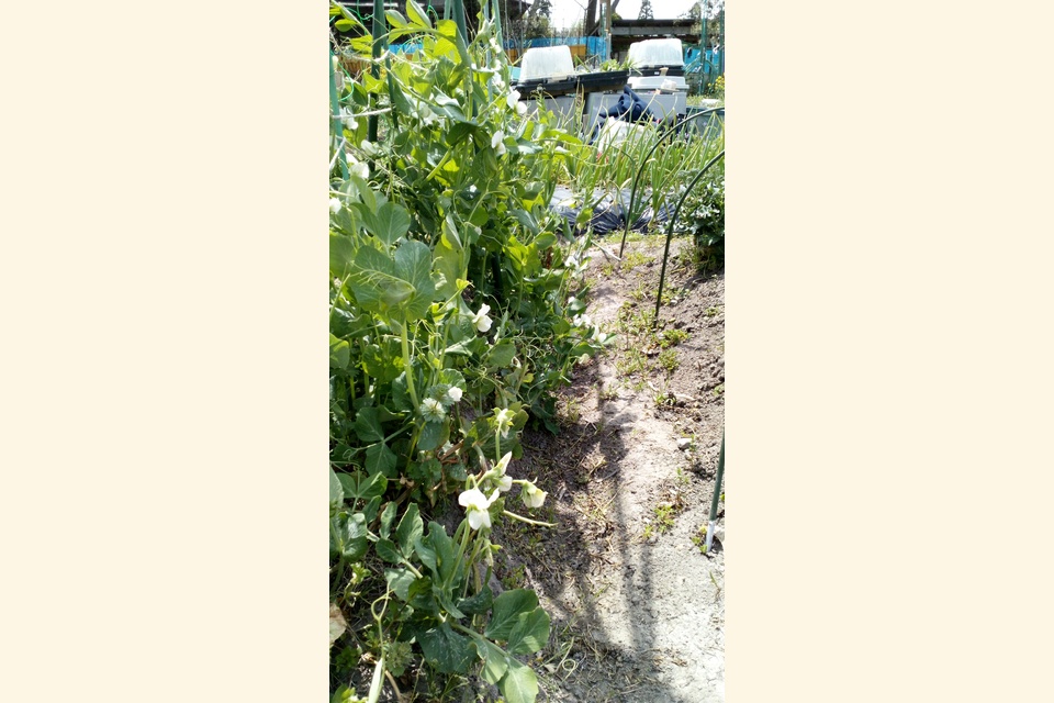 農園　豆