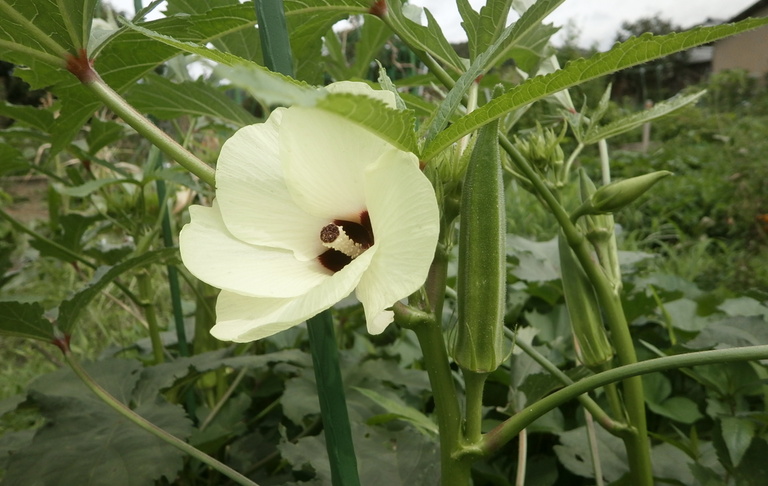 オクラの花と実