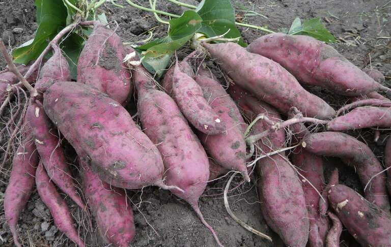 収穫後サツマイモ２